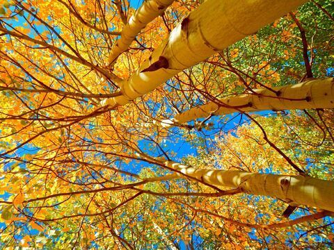 Featured photo - Aspens in Colorado